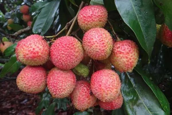 妃子笑荔枝孕婦可以吃嗎 妃子笑荔枝是什么顏色的 妃子笑荔枝孕婦可以吃嗎 妃子笑荔枝是什么顏色的