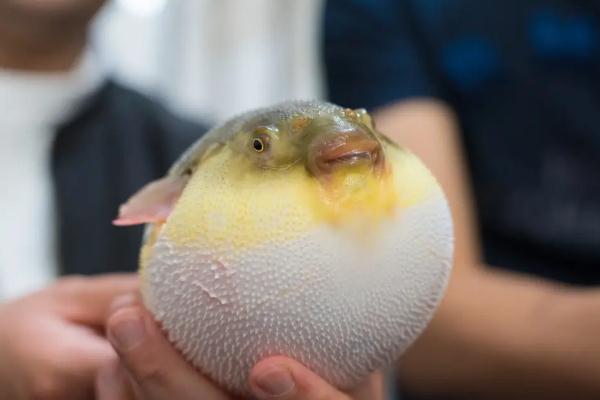 河豚為什么有毒 河豚怎么處理才沒(méi)毒