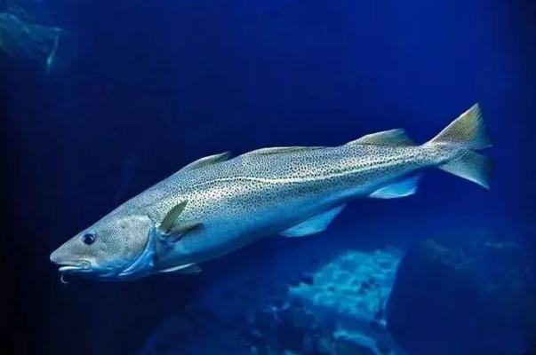 鱈魚有刺嗎 鱈魚和銀鱈魚的區(qū)別 鱈魚有刺嗎 鱈魚和銀鱈魚的區(qū)別