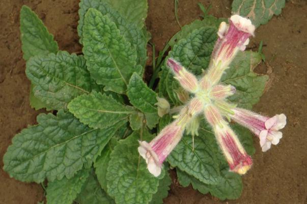 地黃會(huì)引起腹瀉嗎 地黃會(huì)造成小便發(fā)黃嗎