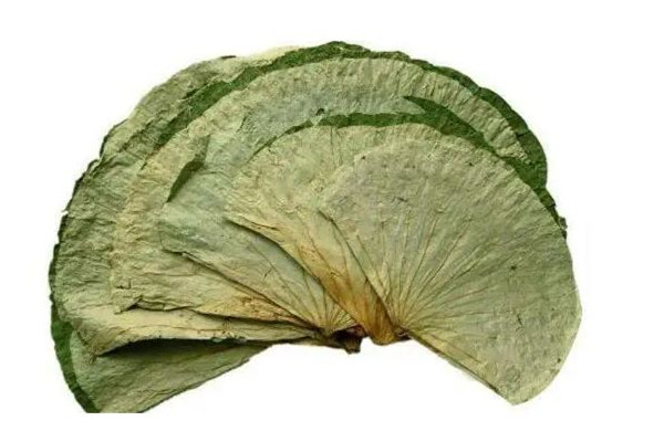 干荷葉泡水喝能減肥嗎 干荷葉配什么減肥最快 干荷葉泡水喝能減肥嗎 干荷葉配什么減肥最快