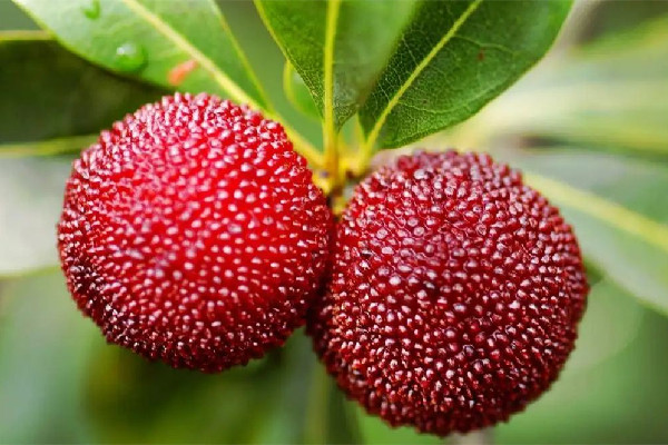 楊梅用鹽水泡多長時間 楊梅用面粉洗的干凈嗎 楊梅用鹽水泡多長時間 楊梅用面粉洗的干凈嗎