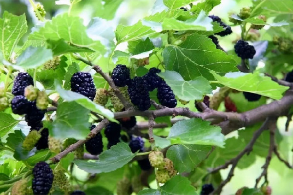 桑葚可以做什么美食 桑葚可以凍起來(lái)吃嗎