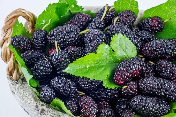 桑葚可以做什么美食 桑葚可以凍起來(lái)吃嗎