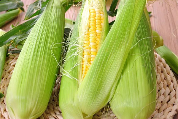 甜玉米可以多吃嗎 甜玉米吃多了有什么危害 甜玉米可以多吃嗎 甜玉米吃多了有什么危害