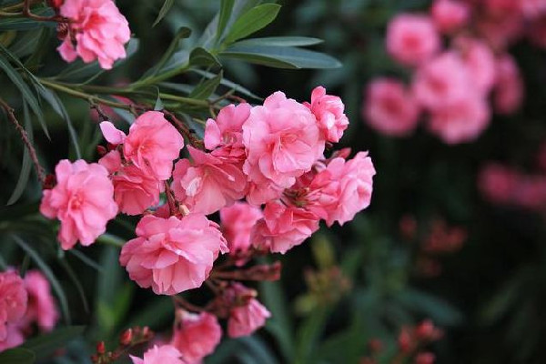 夾竹桃毒性有多強 夾竹桃有毒為什么還大量種植 夾竹桃毒性有多強 夾竹桃有毒為什么還大量種植