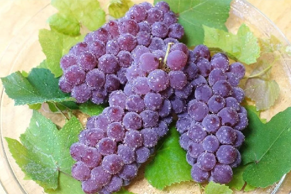 葡萄是什么季節(jié)的 葡萄有哪些品種