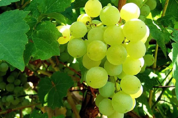 葡萄是熱性還是涼性 葡萄可以和什么水果一起榨汁 葡萄是熱性還是涼性 葡萄可以和什么水果一起榨汁