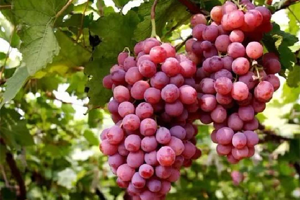 葡萄是熱性還是涼性 葡萄可以和什么水果一起榨汁 葡萄是熱性還是涼性 葡萄可以和什么水果一起榨汁