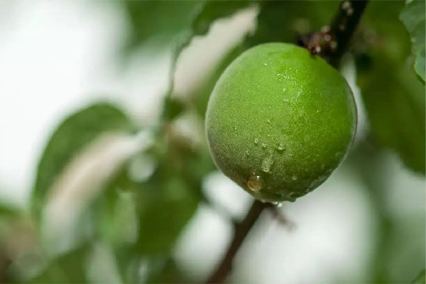 青梅有斑點(diǎn)是壞了嗎 青梅怎么挑選才好吃 青梅有斑點(diǎn)是壞了嗎 青梅怎么挑選才好吃