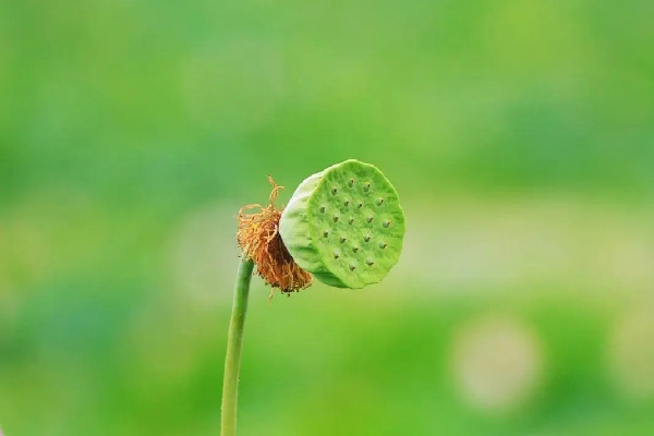 中伏可以吃羊肉嗎 中伏吃什么傳統(tǒng)食物 中伏可以吃羊肉嗎 中伏吃什么傳統(tǒng)食物