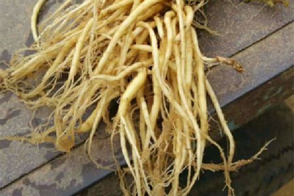 太子參小孩可以吃嗎 太子參適合多大的小孩 太子參小孩可以吃嗎 太子參適合多大的小孩