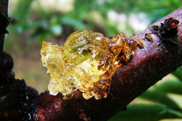桃膠可以從樹上摘下直接吃嗎 桃膠怎么煮好吃又營養(yǎng) 桃膠可以從樹上摘下直接吃嗎 桃膠怎么煮好吃又營養(yǎng)