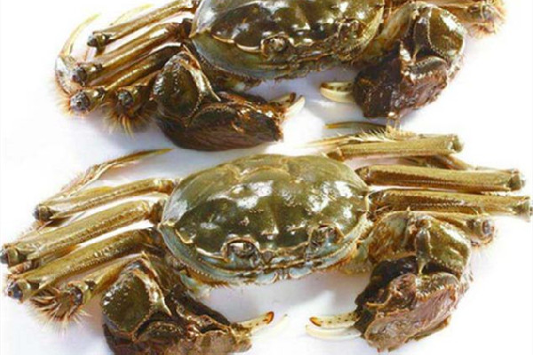 大閘蟹可以生腌嗎 大閘蟹生吃有寄生蟲(chóng)嗎
