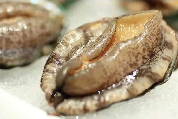 鮑魚的功效和作用 鮑魚可以燒烤吃嗎 鮑魚的功效和作用 鮑魚可以燒烤吃嗎