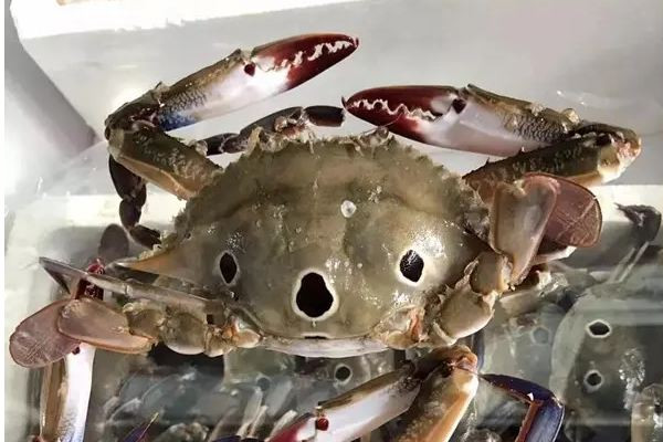 三眼蟹什么季節(jié)吃最好 三眼蟹是公的好吃還是母的好吃 三眼蟹什么季節(jié)吃最好 三眼蟹是公的好吃還是母的好吃