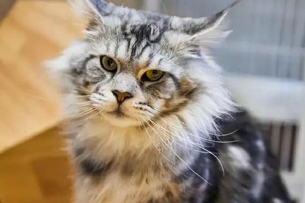 緬因貓墜樓追責保姆？雇主回應 緬因貓多少錢一只