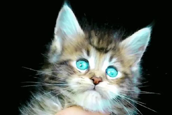 緬因貓墜樓追責保姆？雇主回應 緬因貓多少錢一只