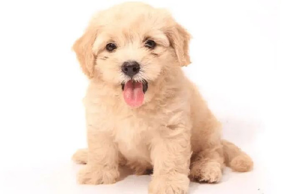 網(wǎng)曝成都多地出現(xiàn)“毒狗”事件 狗狗出門要帶什么東西