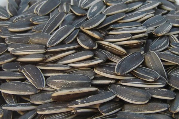 葵瓜子怎么煮才好吃 葵瓜子生吃的好還是熟吃好 葵瓜子怎么煮才好吃 葵瓜子生吃的好還是熟吃好