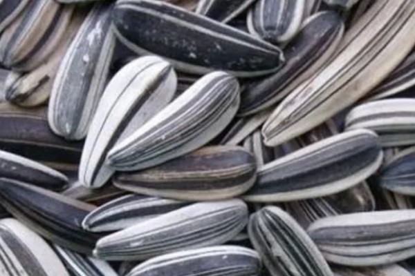 葵瓜子會(huì)致癌是真的嗎 葵瓜子對人體有害嗎