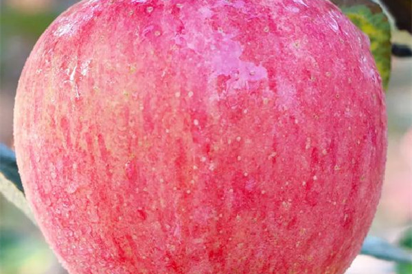 蘋果和什么榨汁好 蘋果可以和牛奶一起吃嗎