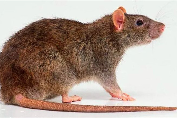 男子熟睡時(shí)疑被老鼠咬破頭 家中有老鼠如何驅(qū)趕 男子熟睡時(shí)疑被老鼠咬破頭 家中有老鼠如何驅(qū)趕