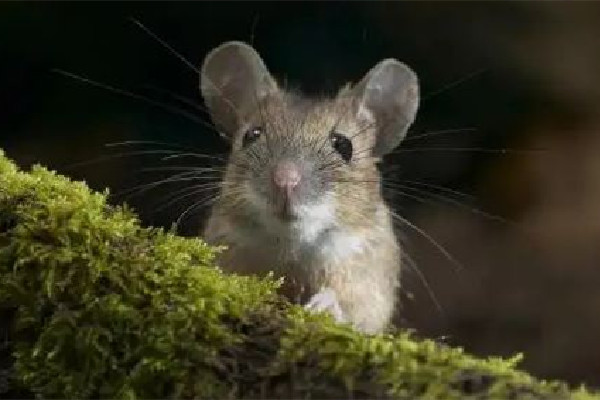 男子熟睡時(shí)疑被老鼠咬破頭 家中有老鼠如何驅(qū)趕 男子熟睡時(shí)疑被老鼠咬破頭 家中有老鼠如何驅(qū)趕