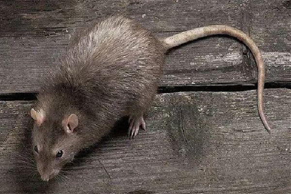 男子熟睡時(shí)疑被老鼠咬破頭 家中有老鼠如何驅(qū)趕 男子熟睡時(shí)疑被老鼠咬破頭 家中有老鼠如何驅(qū)趕