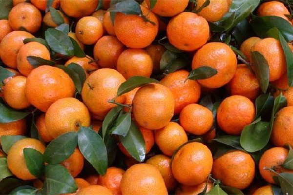 砂糖橘怎么保存不會腐爛 砂糖橘冰箱還是常溫保存