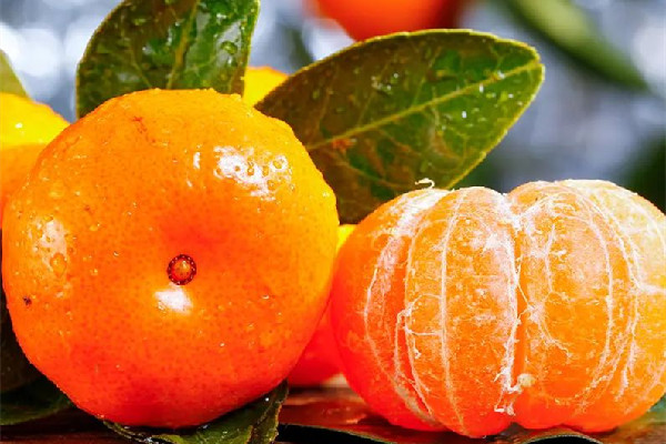 砂糖橘吃幾個比較好 砂糖橘不能和什么東西一起吃 砂糖橘吃幾個比較好 砂糖橘不能和什么東西一起吃