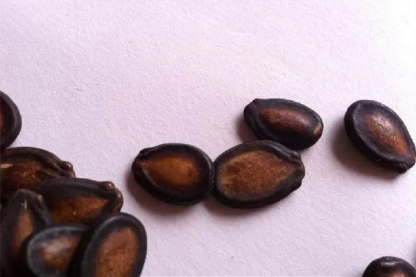 西瓜子怎么磕 西瓜子磕不動(dòng)怎么辦 西瓜子怎么磕 西瓜子磕不動(dòng)怎么辦