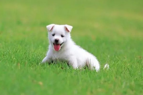 第一批帶狗回老家的人已被狗遛瘋 狗狗精力太旺盛怎么辦 第一批帶狗回老家的人已被狗遛瘋 狗狗精力太旺盛怎么辦