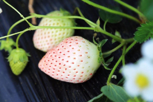 白草莓是轉(zhuǎn)基因水果嗎 白草莓產(chǎn)量怎么樣 白草莓是轉(zhuǎn)基因水果嗎 白草莓產(chǎn)量怎么樣