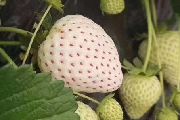 白草莓哪個品種的好吃 白草莓甜嗎 白草莓哪個品種的好吃 白草莓甜嗎