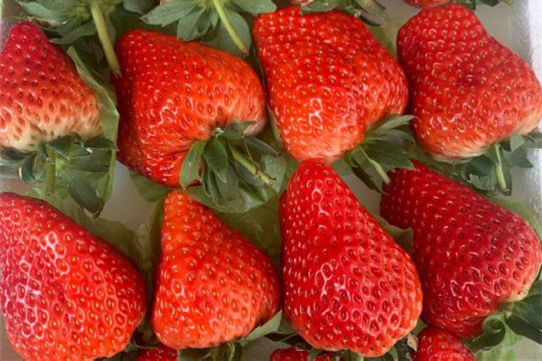 草莓吃多了有什么危害 草莓對(duì)胃有刺激嗎 草莓吃多了有什么危害 草莓對(duì)胃有刺激嗎