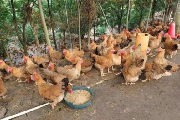 男子發(fā)明喂雞神器網(wǎng)友:費雞頭 喂雞什么時候喂最好 男子發(fā)明喂雞神器網(wǎng)友:費雞頭 喂雞什么時候喂最好