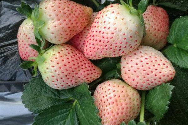 白草莓哪個品種的好吃 白草莓甜嗎 白草莓哪個品種的好吃 白草莓甜嗎