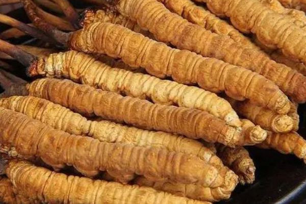 冬蟲夏草泡酒一般一斤多少根 冬蟲夏草泡酒加什么藥材好