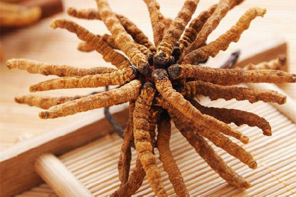 冬蟲夏草的吃法和用量 冬蟲夏草吃多了會(huì)怎樣