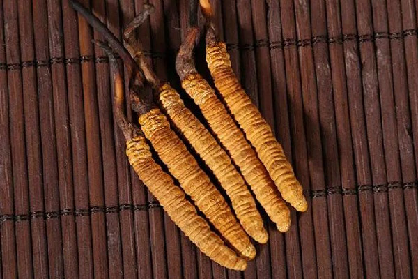 冬蟲夏草的吃法和用量 冬蟲夏草吃多了會(huì)怎樣