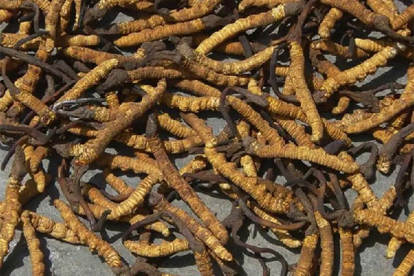 冬蟲夏草的吃法和用量 冬蟲夏草吃多了會(huì)怎樣