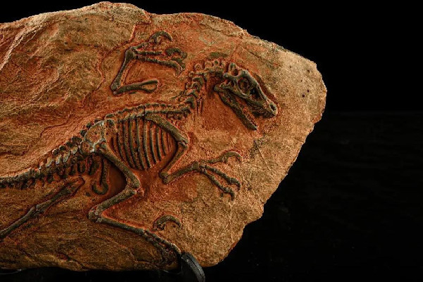 男子散步時意外發(fā)現(xiàn)恐龍蛋化石 恐龍化石是怎么形成的 男子散步時意外發(fā)現(xiàn)恐龍蛋化石 恐龍化石是怎么形成的