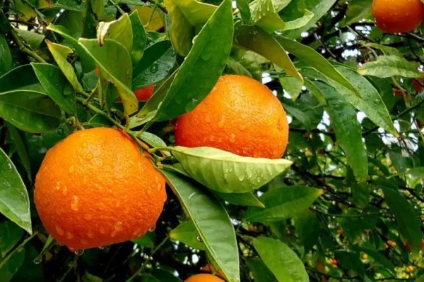 橙子吃多了皮膚變黃是真的嗎 橙子對(duì)皮膚的作用