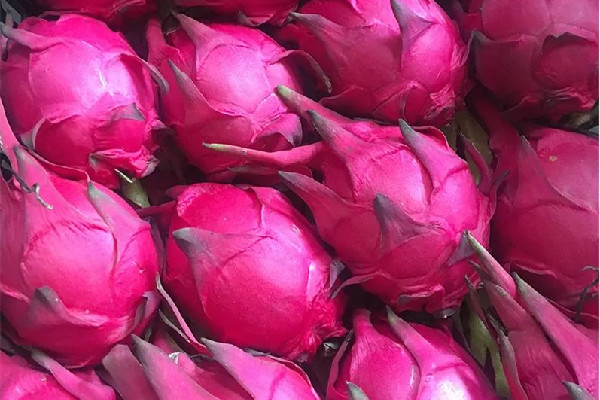 紅心火龍果多少錢一斤2023 紅心火龍果買大的好還是小的好 紅心火龍果多少錢一斤2023 紅心火龍果買大的好還是小的好