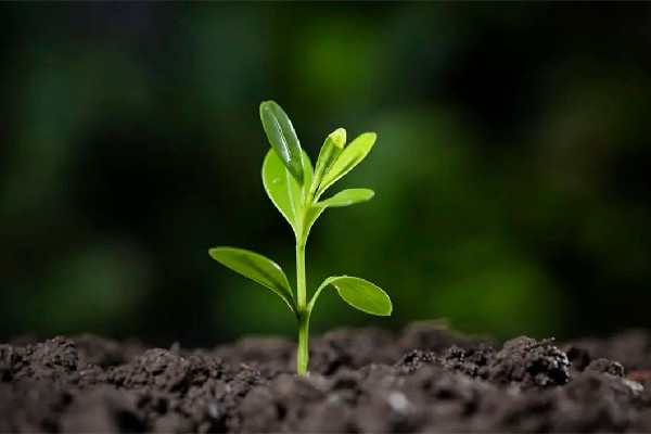 立春要注意哪些事項(xiàng) 立春可以請客吃飯嗎 立春要注意哪些事項(xiàng) 立春可以請客吃飯嗎