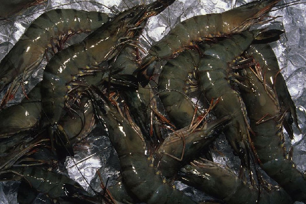 黑虎蝦怎么做好吃 黑虎蝦可以做油燜大蝦嗎 黑虎蝦怎么做好吃 黑虎蝦可以做油燜大蝦嗎