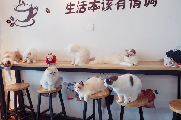 男子凌晨在貓咖門(mén)前投毒 貓咖有什么好玩的