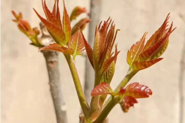香椿是哪里的特產(chǎn) 香椿是什么 香椿是哪里的特產(chǎn) 香椿是什么