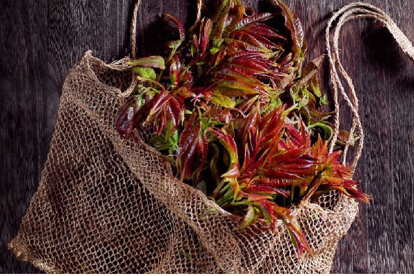 香椿要燙多久 香椿燙過發(fā)苦是什么原因